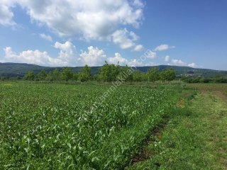 YILDIZ GAYRİMENKUL'DEN KAYNARCA SATILIK TARLA