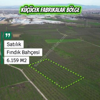 KÜÇÜCEK İSTİKLAL'DE 6.159 m2 FINDIK BAHÇESİ SATILIK