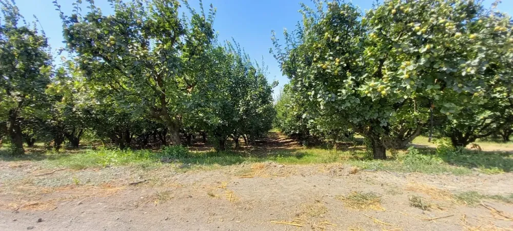 AVCI EMLAK'TAN GEYVE İLÇESİ UMURBEY KÖYÜ OVASINDA 4712 m2 YOLA CEPHE VERİMLİ AYVALIK