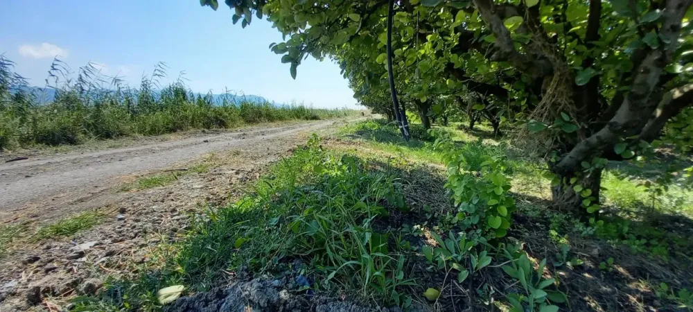 AVCI EMLAK'TAN GEYVE İLÇESİ UMURBEY KÖYÜ OVASINDA 4712 m2 YOLA CEPHE VERİMLİ AYVALIK