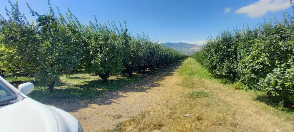 AVCI EMLAK'TAN GEYVE İLÇESİ UMURBEY KÖYÜ OVASINDA 4712 m2 YOLA CEPHE VERİMLİ AYVALIK