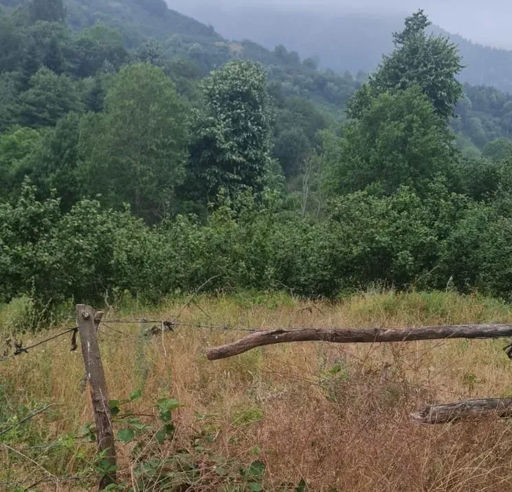 GEYVE KAMIŞLIDA SATILIK FINDIK BAHÇESİ