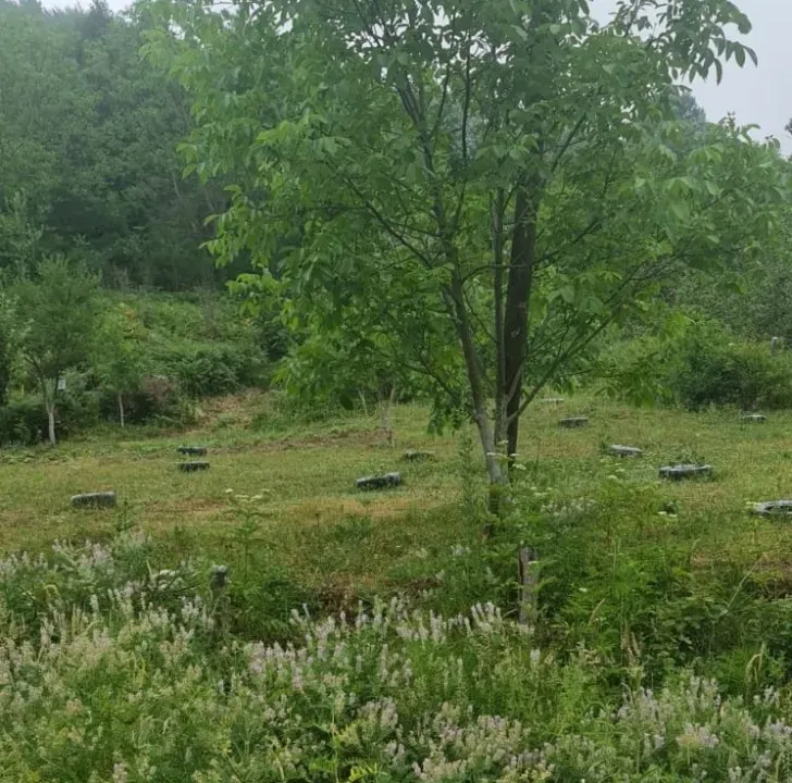 GEYVE KAMIŞLIDA SATILIK FINDIK BAHÇESİ