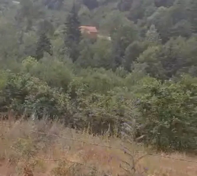 GEYVE KAMIŞLIDA SATILIK FINDIK BAHÇESİ