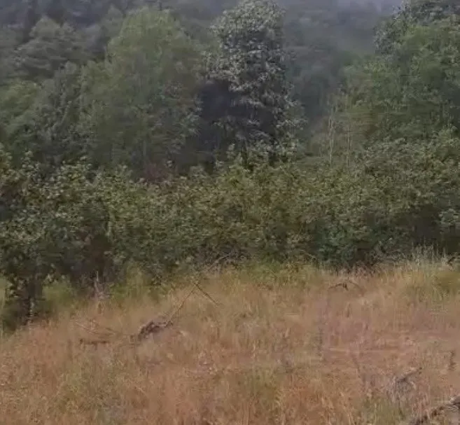 GEYVE KAMIŞLIDA SATILIK FINDIK BAHÇESİ