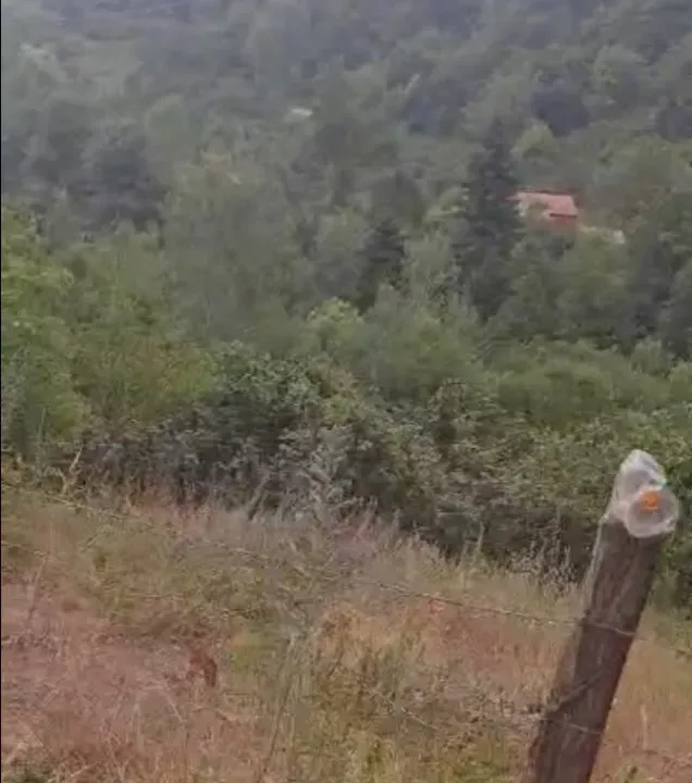 GEYVE KAMIŞLIDA SATILIK FINDIK BAHÇESİ