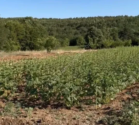 BOLATLI'DA SATILK TARLA