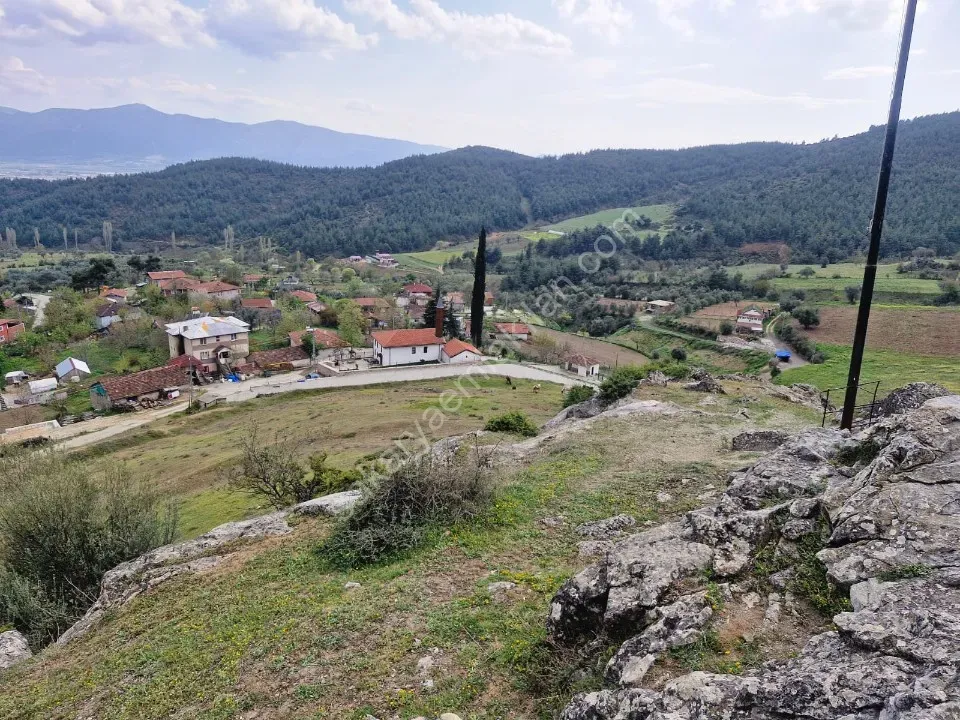 PAŞALAR'DA SATILIK ZEYTİNLİK