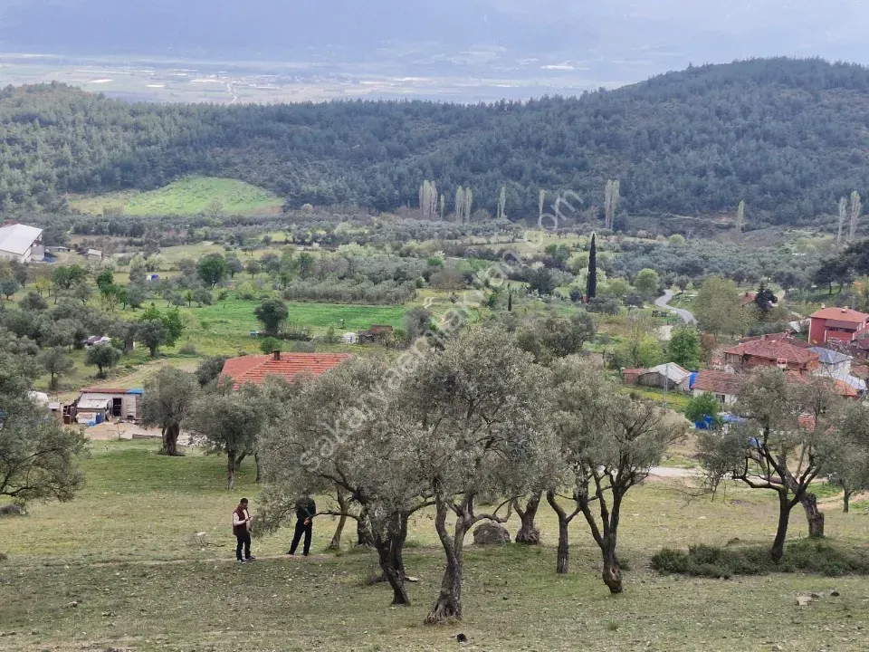 PAŞALAR'DA SATILIK ZEYTİNLİK