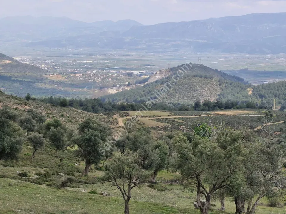 PAŞALAR'DA SATILIK ZEYTİNLİK