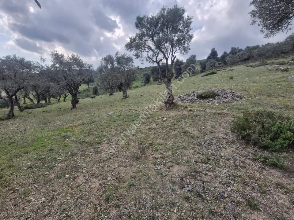 PAŞALAR'DA SATILIK ZEYTİNLİK