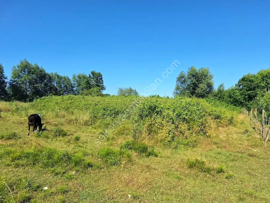 KARASU KUZULUK MAHALLESİNDE SATILIK 7.170 M2 TARLA