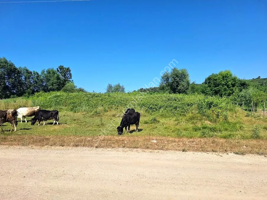 KARASU KUZULUK MAHALLESİNDE SATILIK 7.170 M2 TARLA