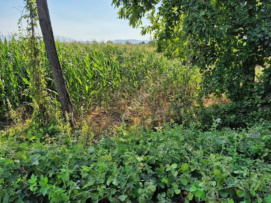 ADAPAZARI ÇÖKEKLER MAHALLESİNDE SATILIK TARLA