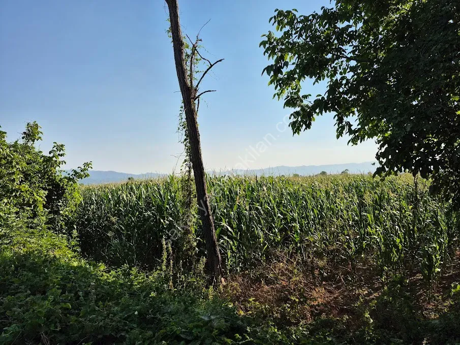 ADAPAZARI ÇÖKEKLER MAHALLESİNDE SATILIK TARLA