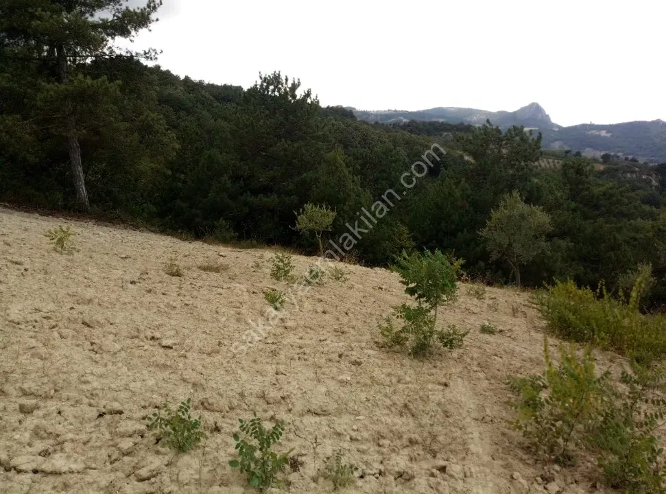 GEYVE CECELER KÖYÜNDE 2122 m² FUL MANZARALI, KONTEYNER VE TİNY HOUSE İÇİN İDEAL ARAZİ