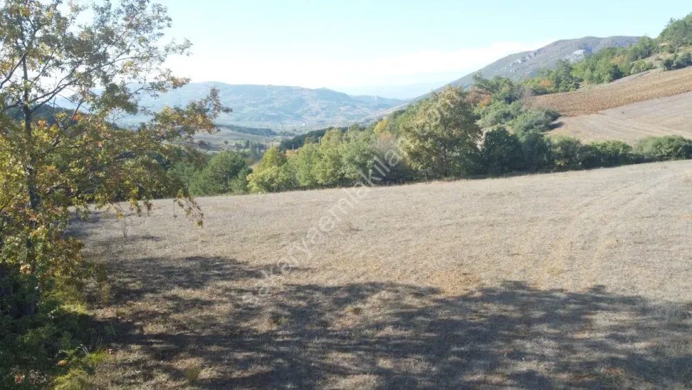 SAKARYA GEYVE GÜNHOŞLAR DA ACİL SATILIK 16 DÖNÜM ARAZİ