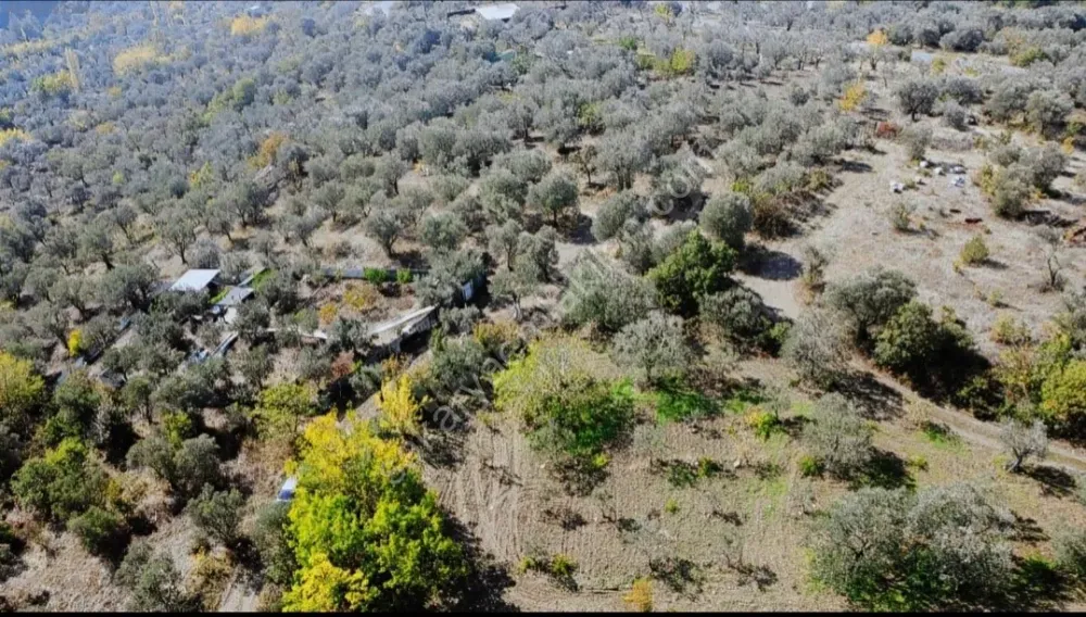 BAKMADAN GEÇMEYİN....DOĞA İLE BAŞBAŞA 1.161M2 FIRSAT ZEYTİNLİK