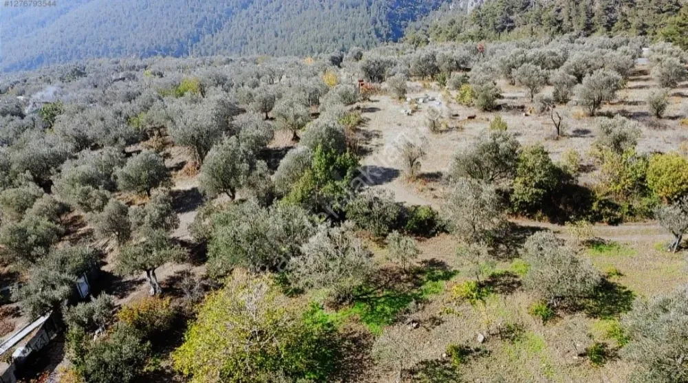 BAKMADAN GEÇMEYİN....DOĞA İLE BAŞBAŞA 1.161M2 FIRSAT ZEYTİNLİK