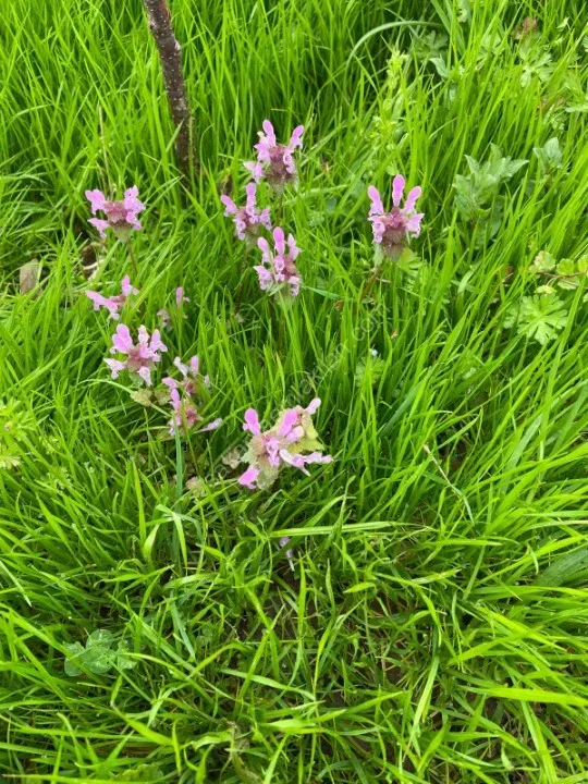 akyazı satılık mustakil ev