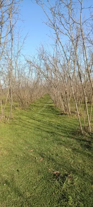 AKYAZI KÜÇÜCEK’TE YATIRIM DEĞERİ YÜKSEK 1340 m² FINDIK BAHÇESİ !