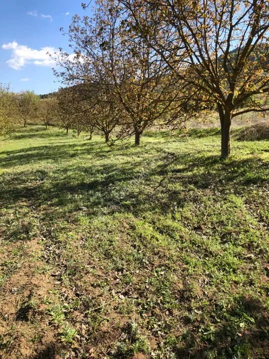 GEYVE AHİBABA KÖYÜ !!! ACİL ! FİYAT DÜŞTÜ - 1808 m² YETİŞMİŞ CEVİZLİK - KAÇMAZ FIRSAT !