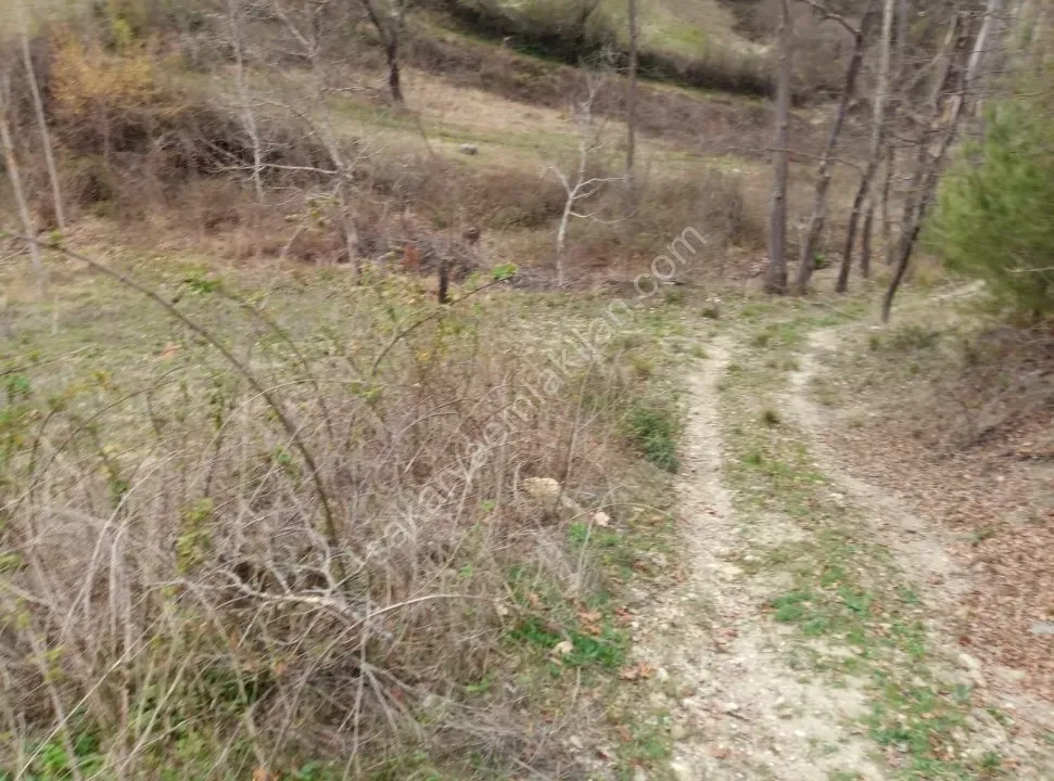 GEYVE ÇAMLIK KÖYÜNDE TAM YATIRIMLIK YOLA CEPHE 1056 m² FIRSAT HOBİ BAHÇESİ