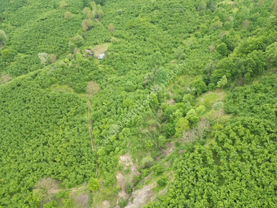 BALLIKAYA BARAJ MANZARALI SATILIK FINDIK BAHÇESİ KONUT İMARLI