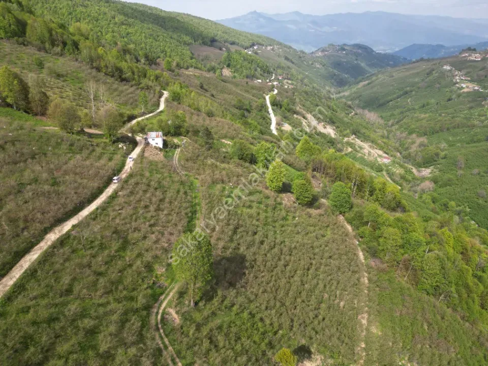 TAŞYATAK MAH. AKYAZI'DA SATILIK FINDIK BAHÇESİ 2.075 m2