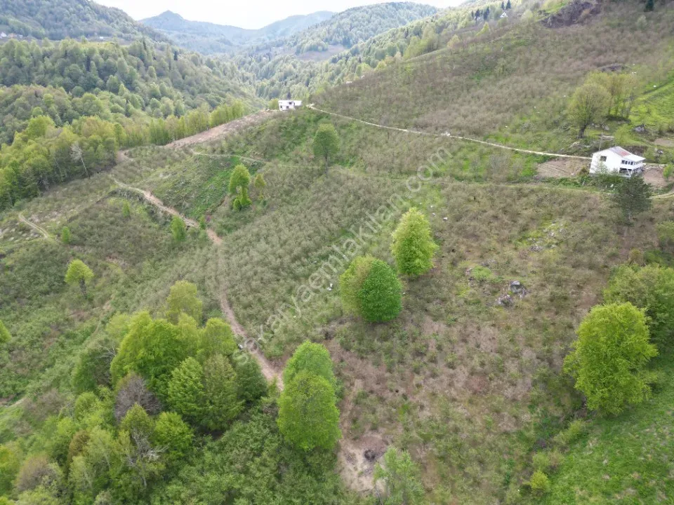 TAŞYATAK MAH. AKYAZI'DA SATILIK FINDIK BAHÇESİ 2.075 m2