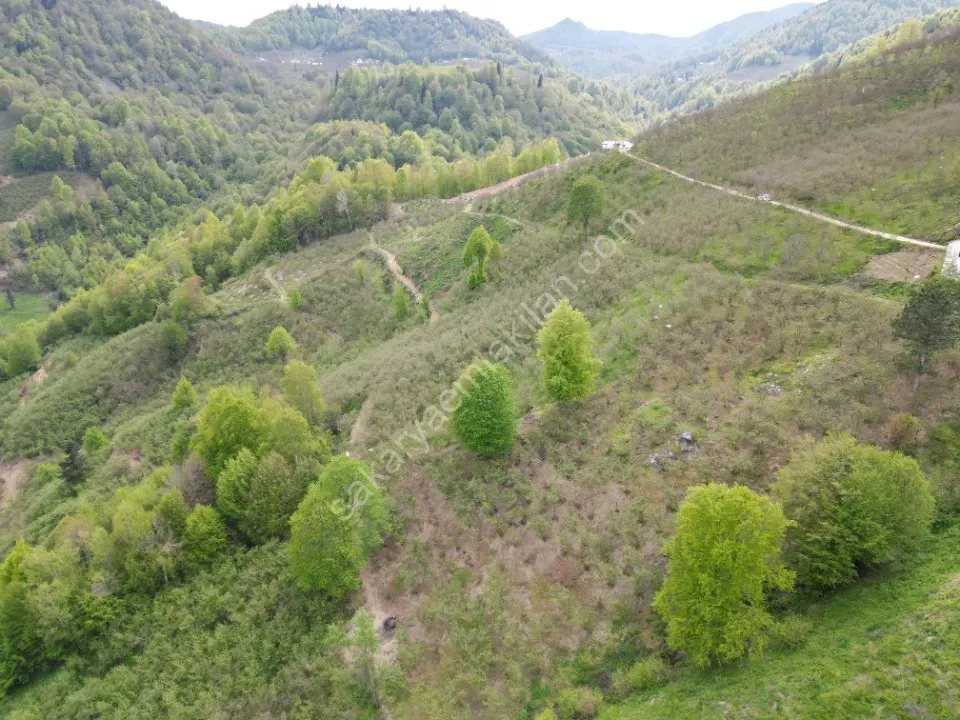 TAŞYATAK MAH. AKYAZI'DA SATILIK FINDIK BAHÇESİ 2.075 m2