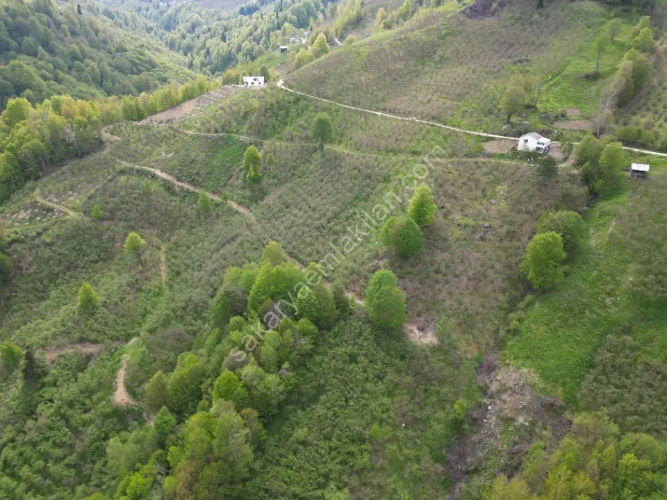 TAŞYATAK MAH. AKYAZI'DA SATILIK FINDIK BAHÇESİ 2.075 m2