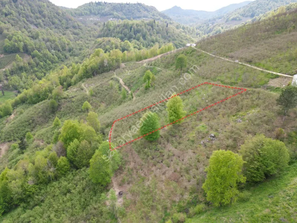 TAŞYATAK MAH. AKYAZI'DA SATILIK FINDIK BAHÇESİ 2.075 m2