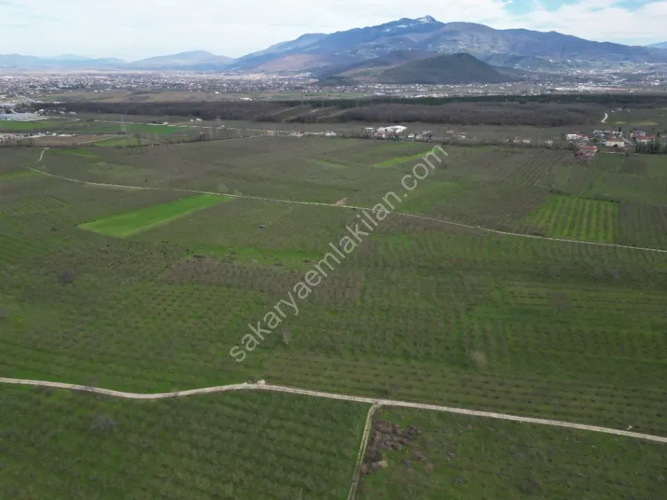 KÜÇÜCEK İSTİKLAL'DE 6.159 m2 FINDIK BAHÇESİ SATILIK