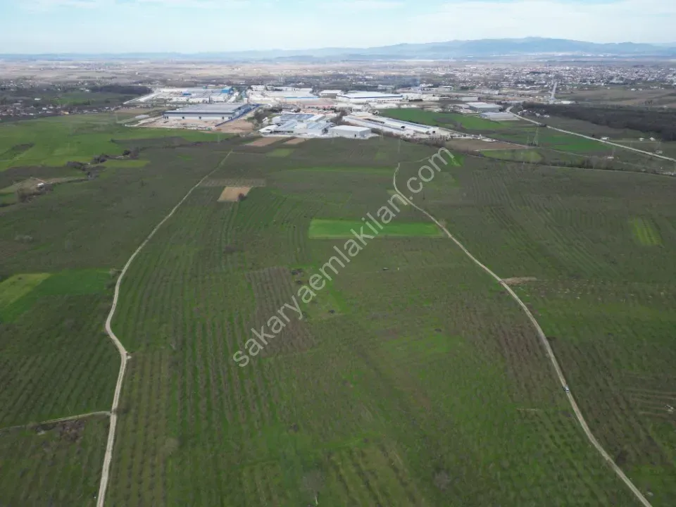 KÜÇÜCEK İSTİKLAL'DE 6.159 m2 FINDIK BAHÇESİ SATILIK