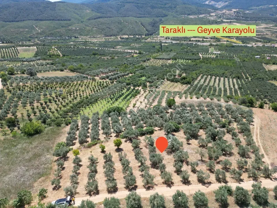Geyve Doğantepe'de 2.445 m² Bakımlı Zeytin Bahçesi