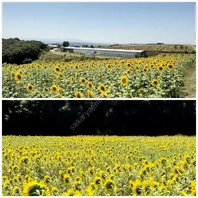 SAKARYA ADAPAZARI KARADERE MAHALLESİNDE SATILIK 2 PARSEL TARLA