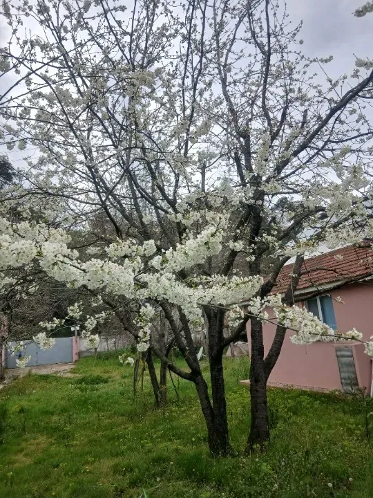 Yayla evi ile birlikte satılıktır