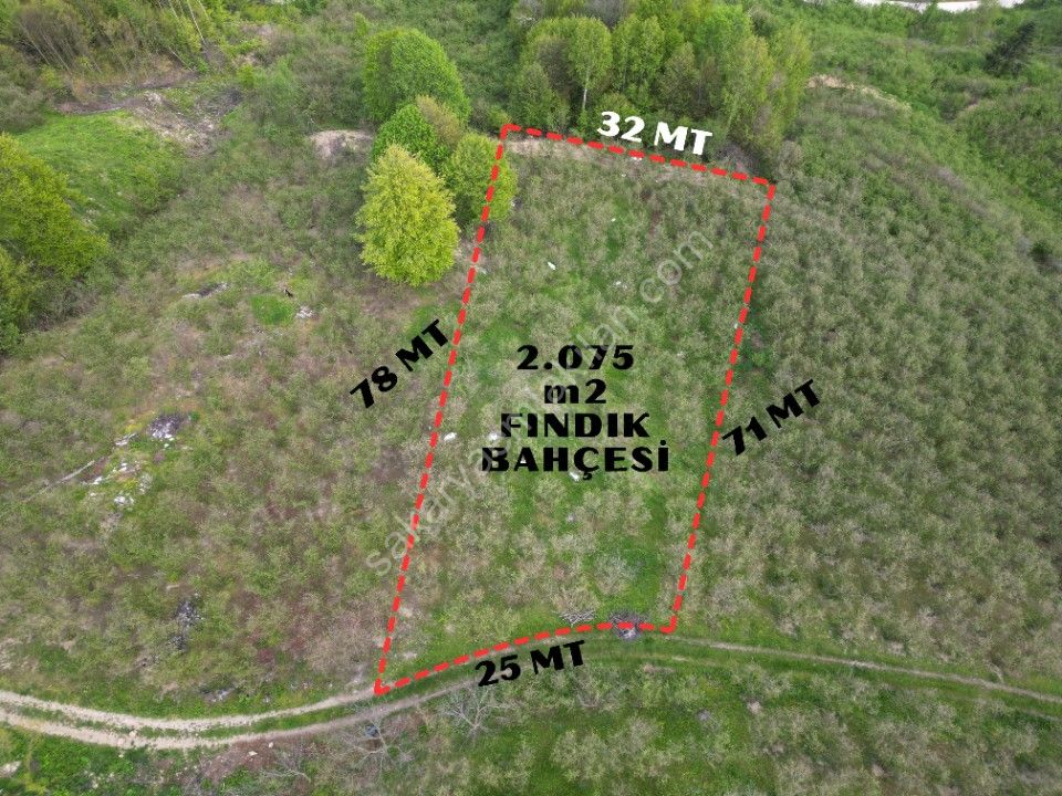 TAŞYATAK MAH. AKYAZI'DA SATILIK FINDIK BAHÇESİ 2.075 m2